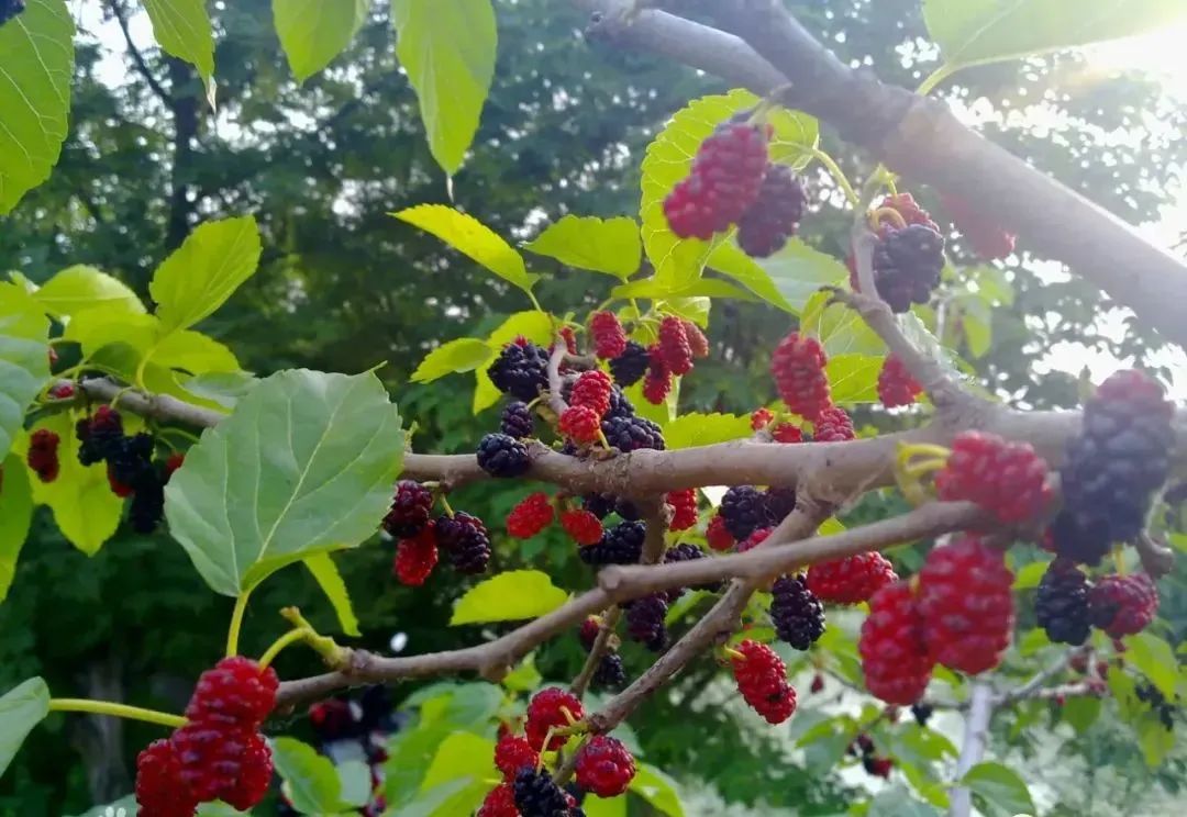 中药鉴定 | 皮类中药材的鉴定