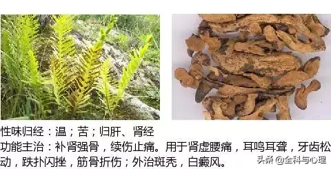 史上最全中草药图谱（附主治功效）（三）