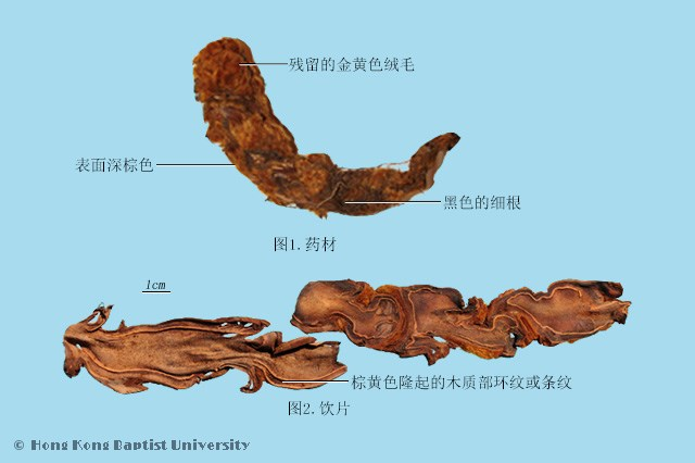 40种常用中药材的主产地及鉴定图（中药材产地整理一览表）