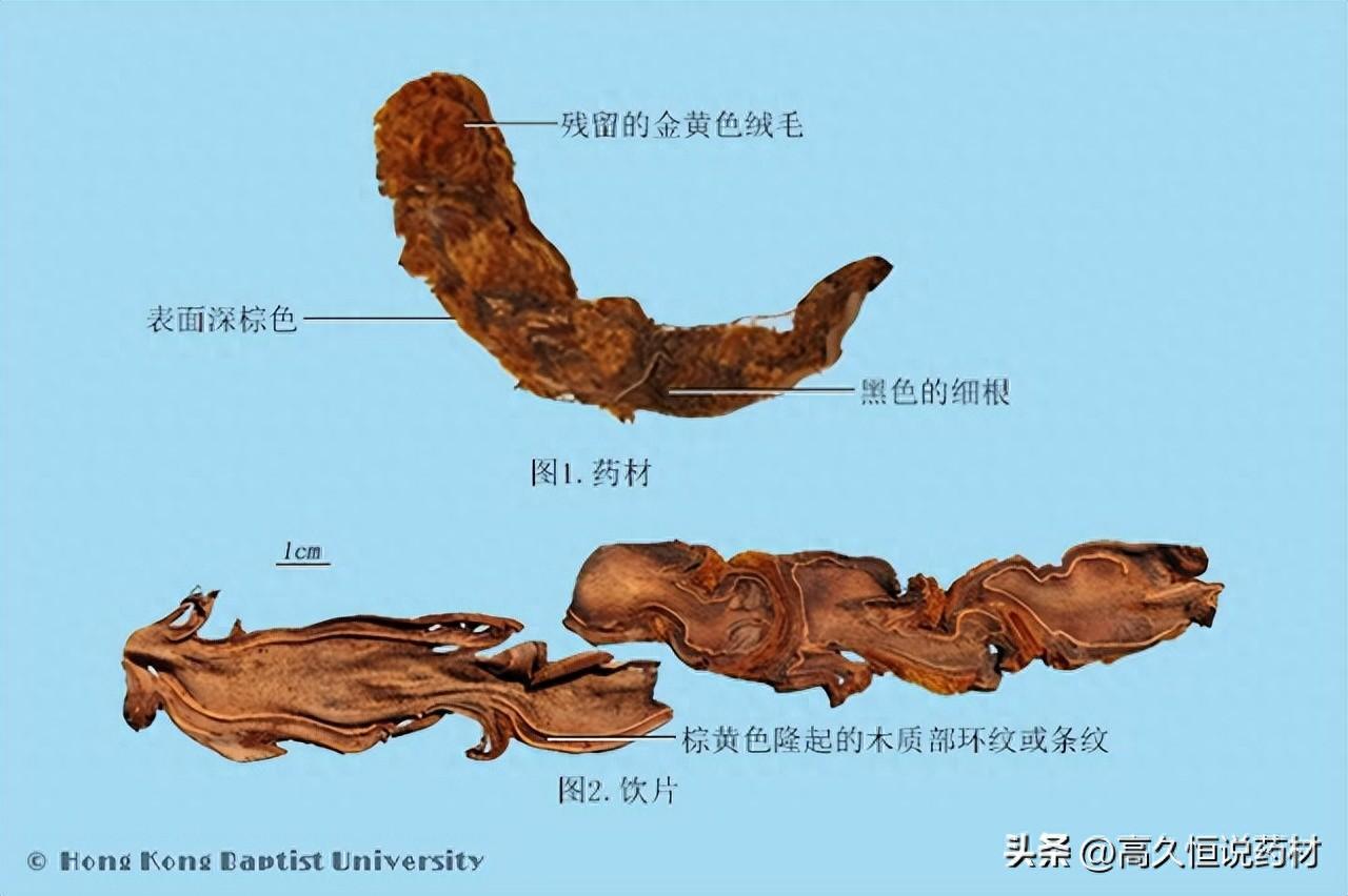 「重磅」40种常用中药材的主产地及鉴定图