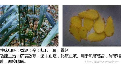 史上最全中草药图谱（附主治功效）